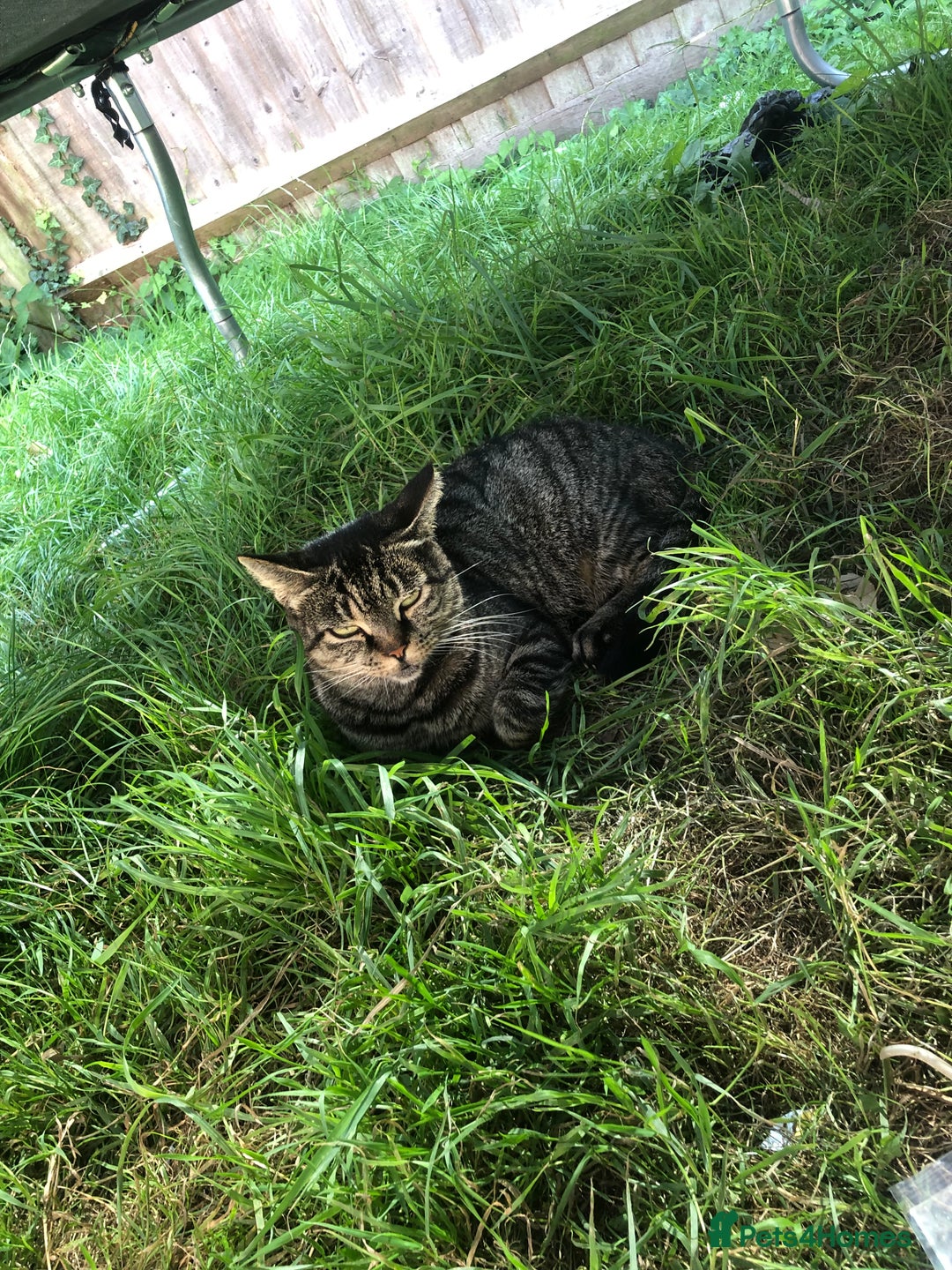 Mixed Breed cats for sale: Kitten for sale  - Image 5