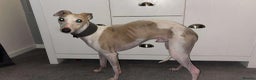 Whippet dogs for stud: PROVEN Stunning small whippet stud in Stoke-on-Trent - Advert 2