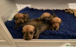 Miniature Dachshund dogs for sale: Miniature smooth haired dachshund puppies - Image 15