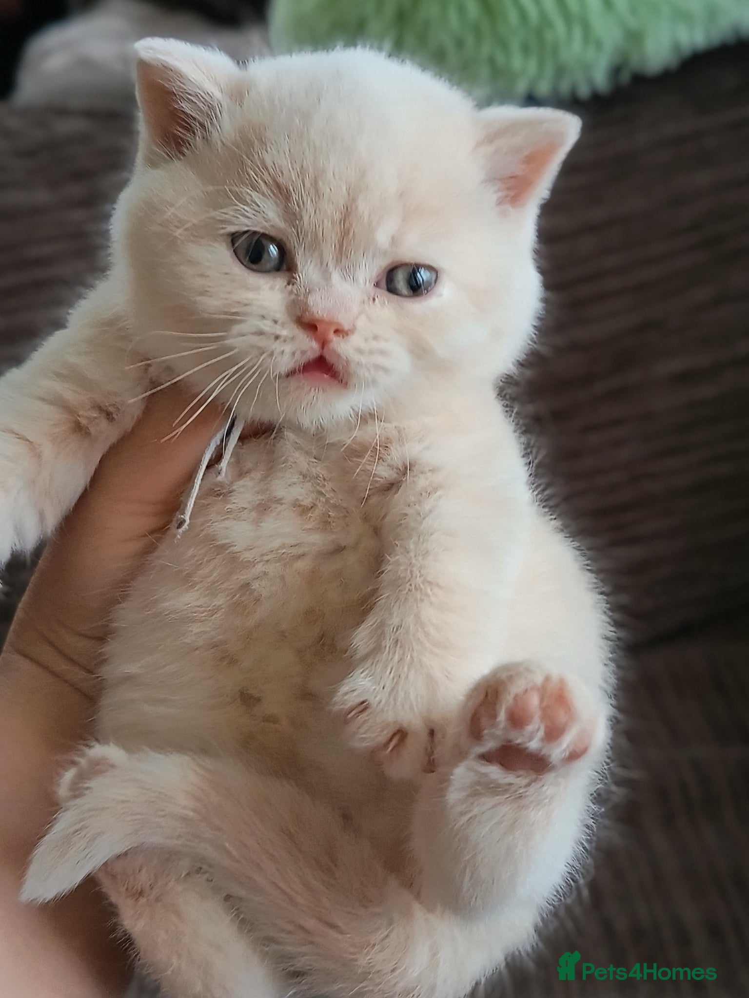 British Shorthair cats GCCF registered cream and lilac BSH - Advert 12