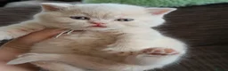 British Shorthair cats for sale: GCCF registered cream and lilac BSH - Advert 1