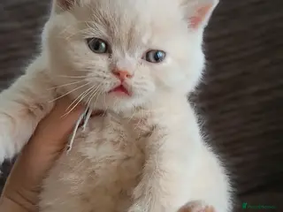 British Shorthair cats GCCF registered cream and lilac BSH - Advert 12