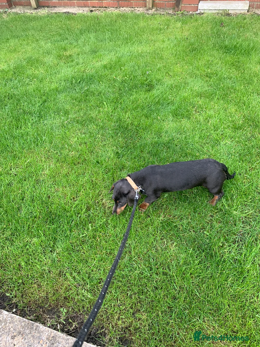 Miniature Dachshund dogs for sale: Minature daschund female - Advert 2
