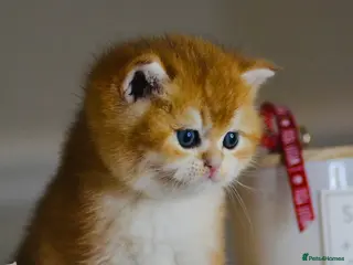 British Shorthair cats GCCF/TICA Stunning Golden BSH Chinchilla Kittens - Advert 18