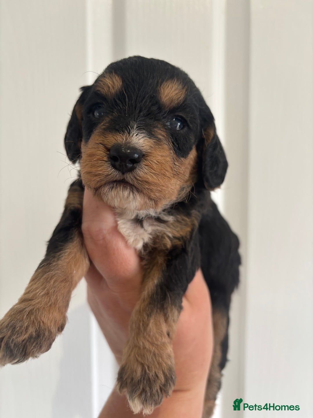 Mixed Breed dogs for sale: Beagle x poodle puppies  - Image 8