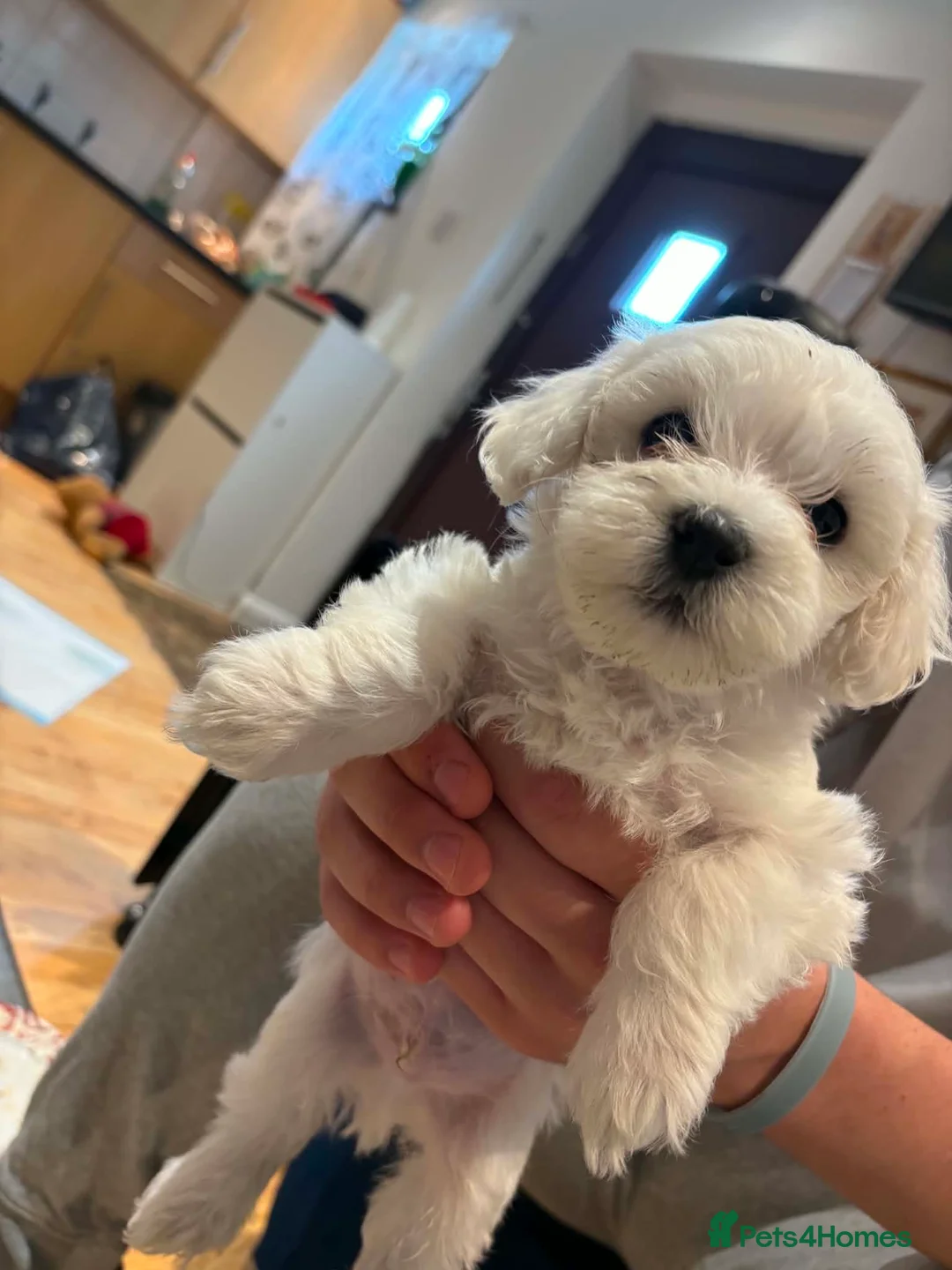 Bichon Frise dogs for sale: Bichon Frise - Advert 2