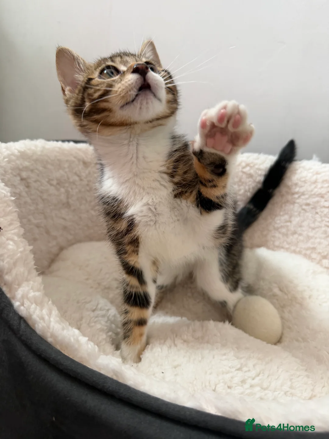 Mixed Breed cats for sale: Cute kitten, half breed - Advert 5