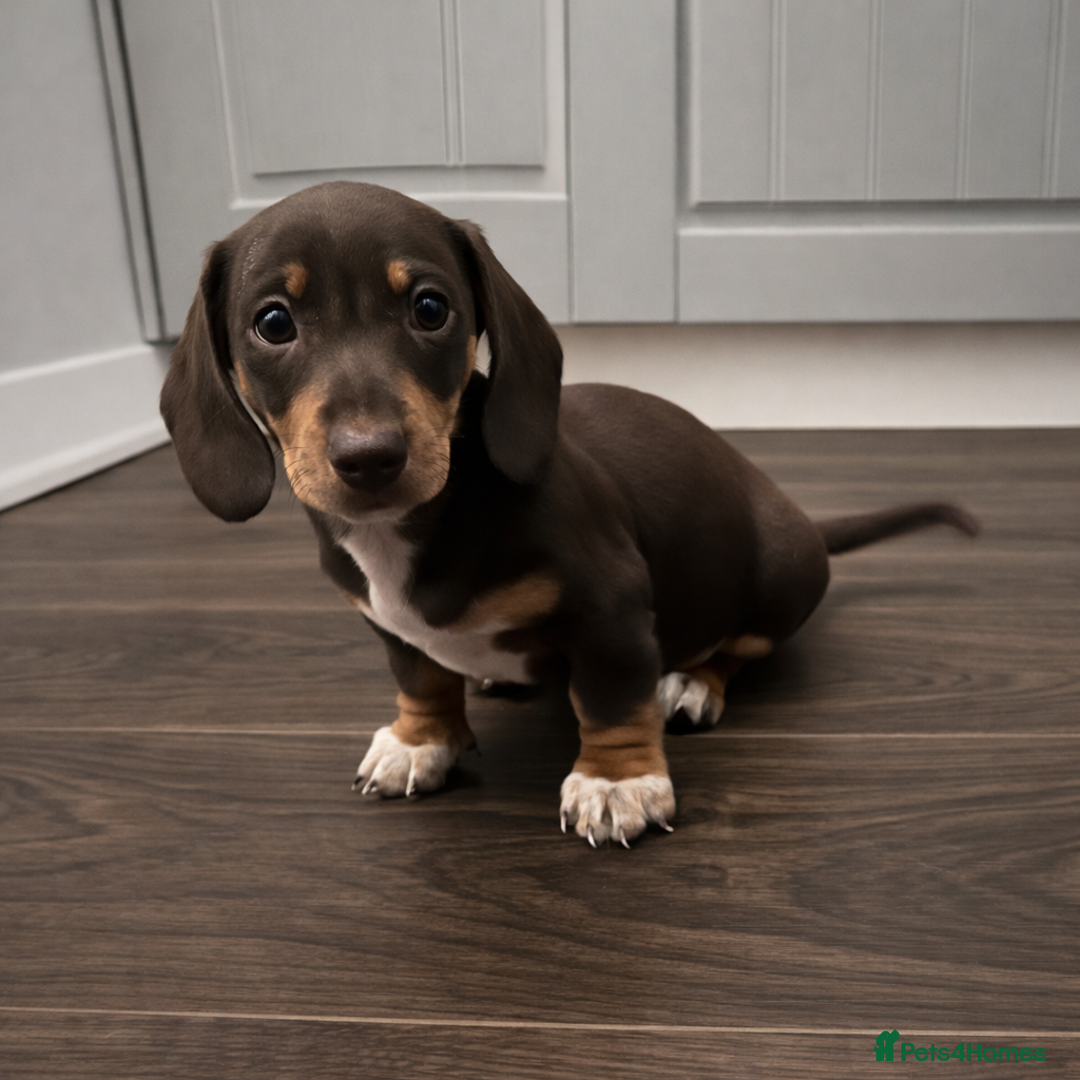 Miniature Dachshund dogs for sale: Only 3 chocolate drops left, ready now  - Advert 10