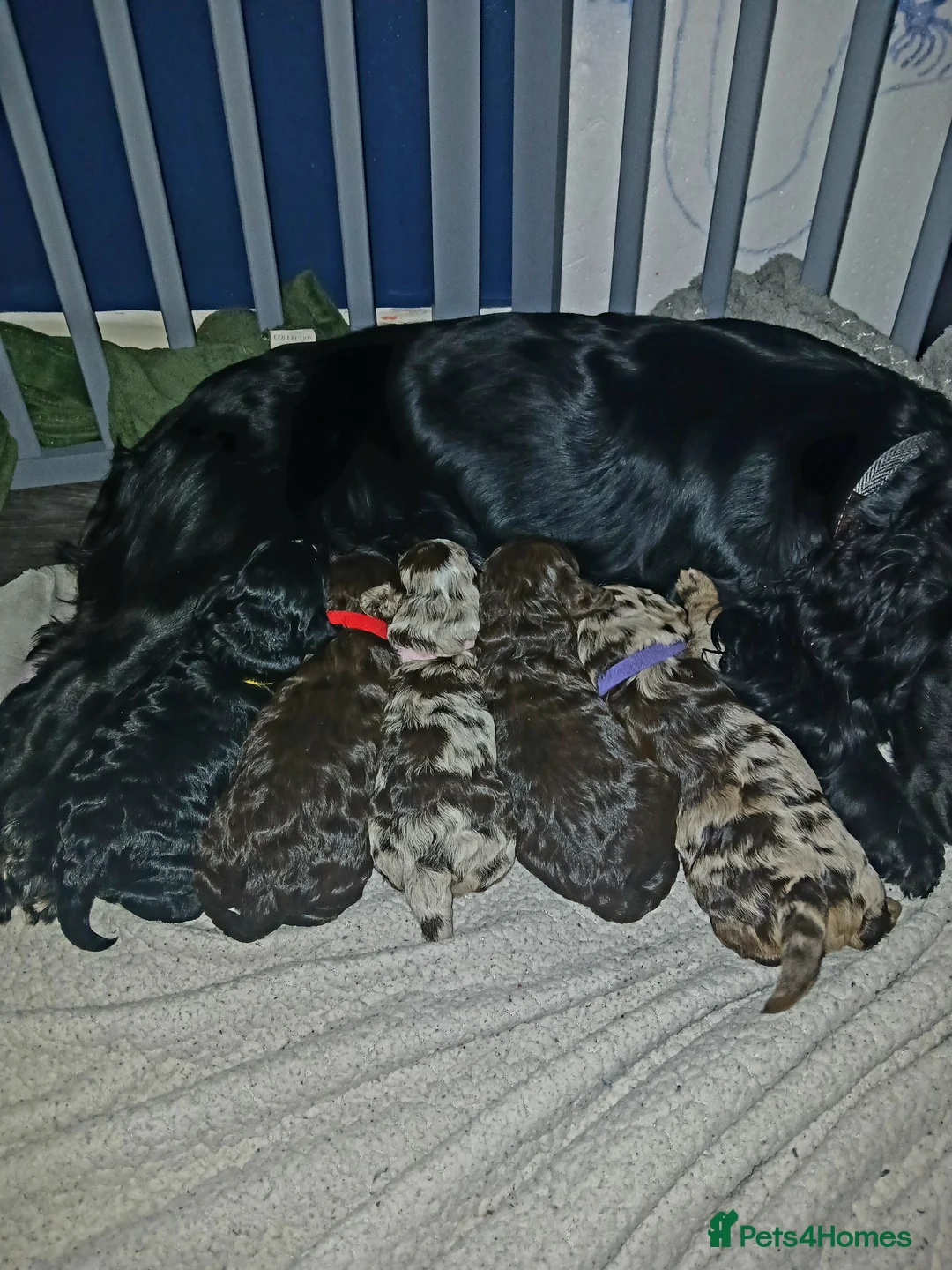 Cockapoo dogs for sale: F1 miniature cockapoo male - Advert 4