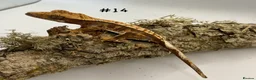Gecko reptiles for sale: Adult, Juvenile and Lilly White Crested Geckos - Advert 28