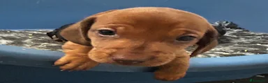 Dachshund 1