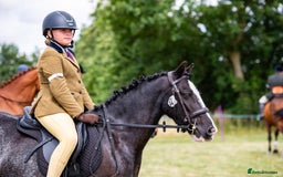 Irish Cob horses for sale: Fantastic first pony - Image 1