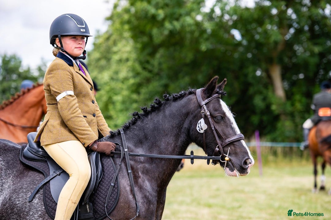 Irish Cob horses for sale: Fantastic first pony - Image 1