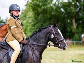 Irish Cob horses - Advert 4