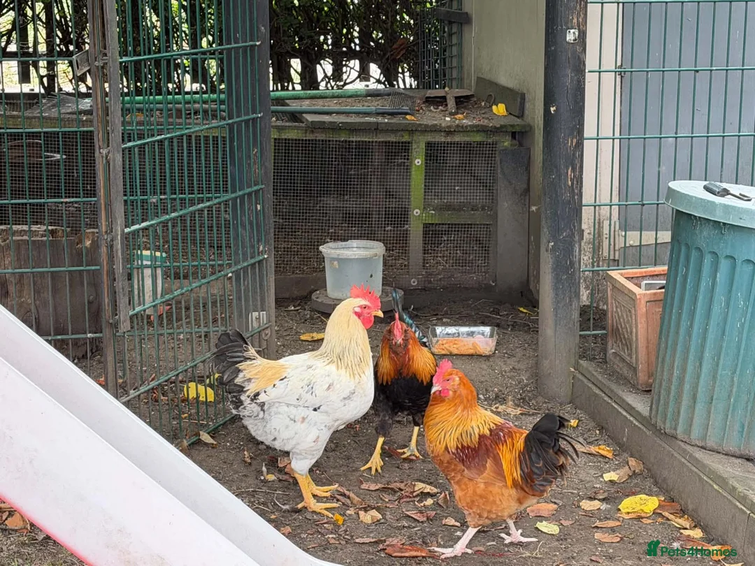 Chickens poultry for sale: Cockerals for sale in North Shields - Advert 1