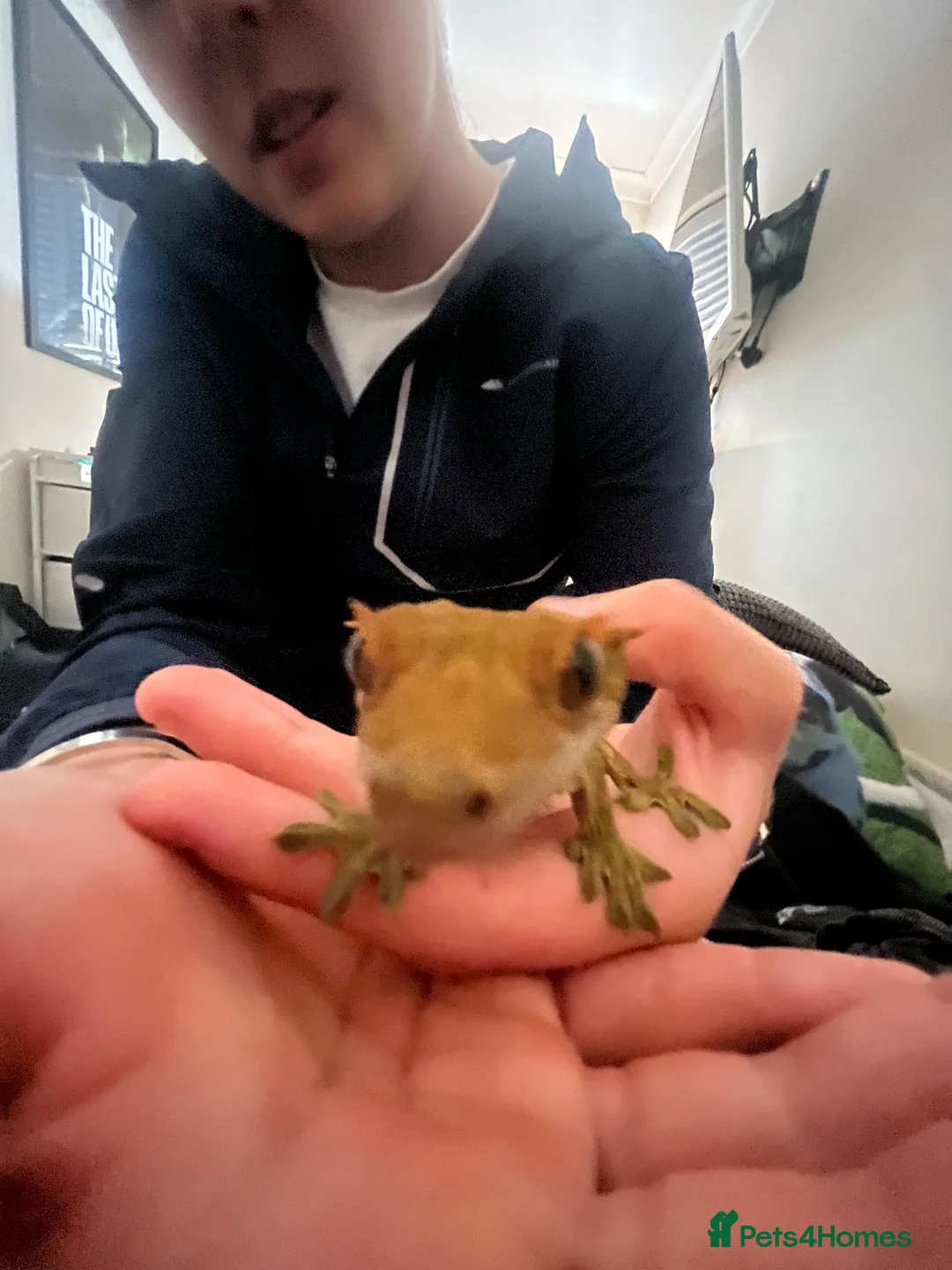 Gecko reptiles for sale: Crested gecko looking for a new home 🦎 - Advert 2