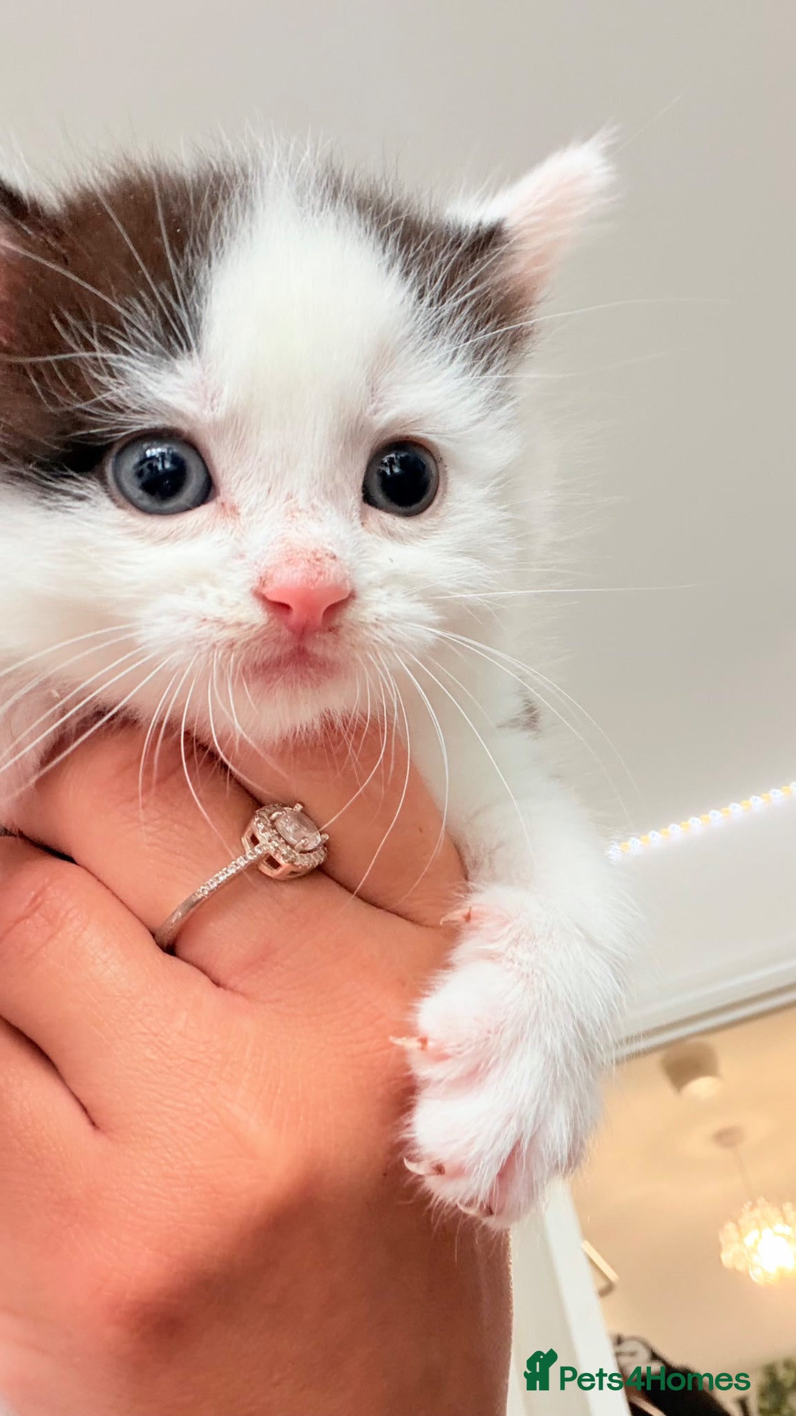 Mixed Breed cats Stunning black and white male kitten - Advert 2