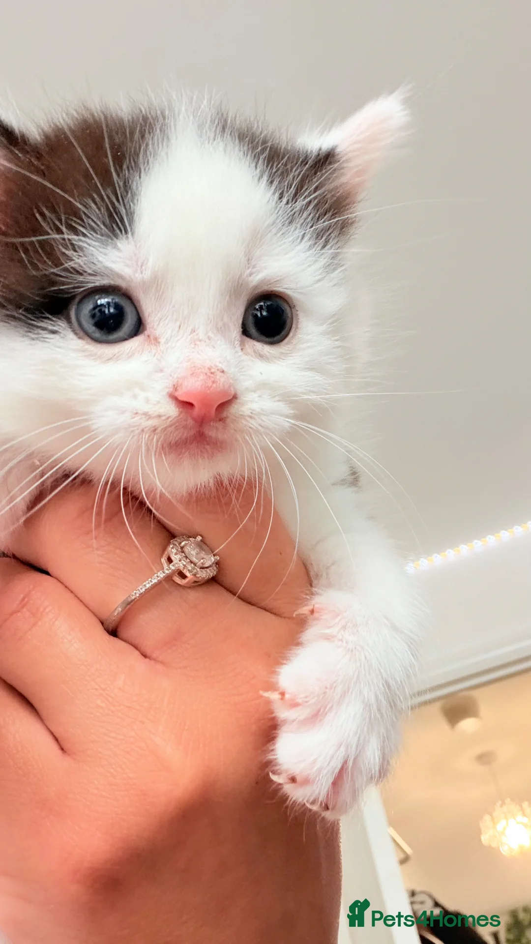 Mixed Breed cats for sale: Stunning black and white male kitten - Advert 1