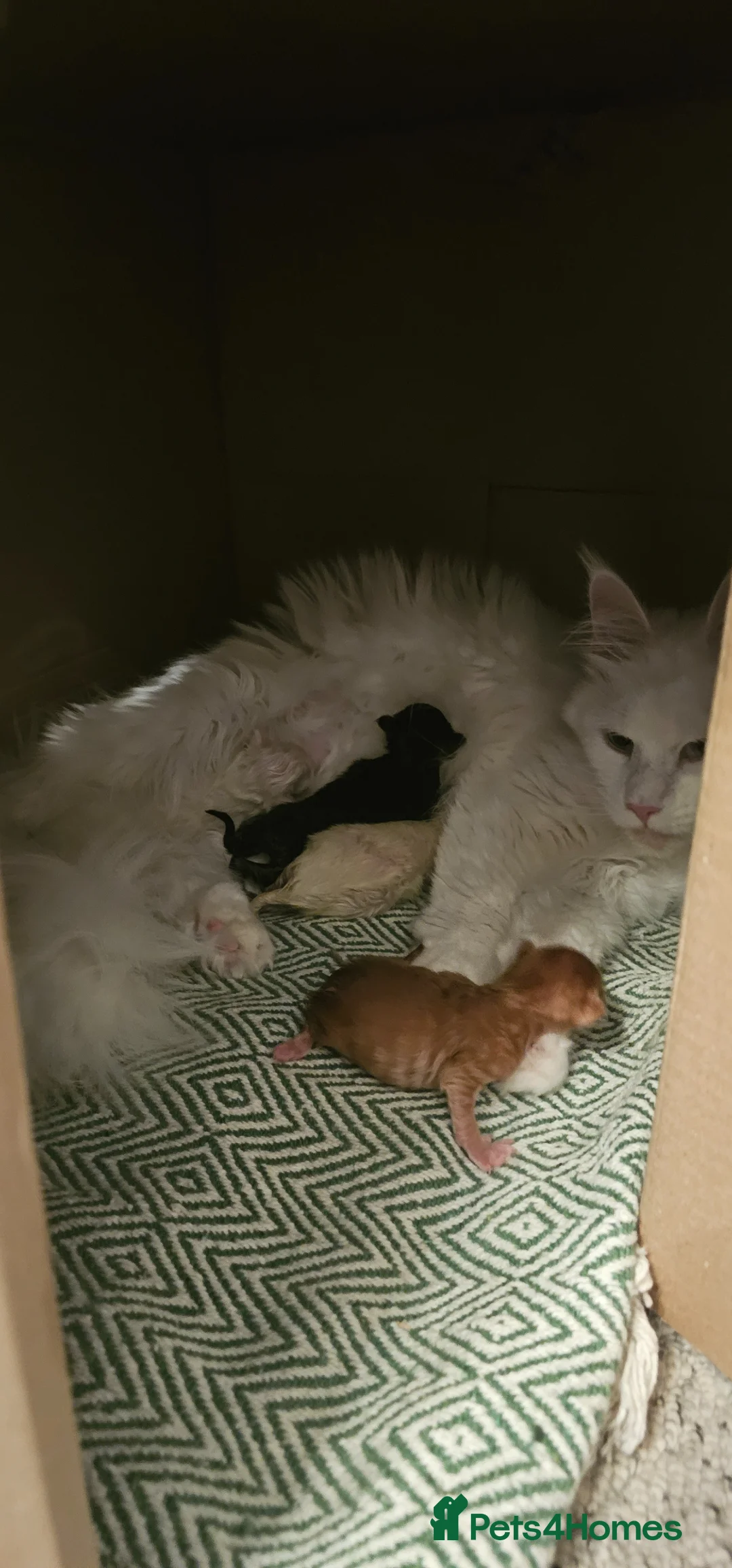 Mixed Breed cats for sale: Maine coon x kittens in Southend-on-Sea - Advert 2