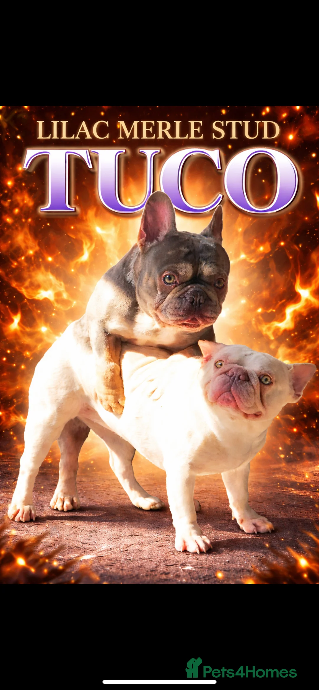 French Bulldog dogs for stud: Tuco: Top-quality French bulldog stud - Advert 1
