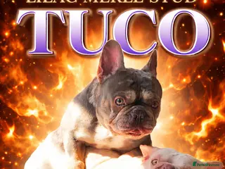 French Bulldog dogs Tuco: Top-quality French bulldog stud - Advert 1