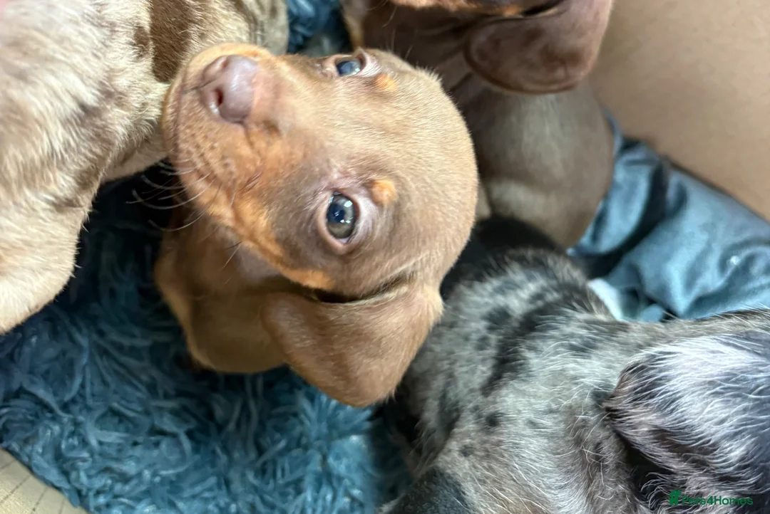 Miniature Dachshund dogs for sale: Miniature dachshund puppy - Advert 2