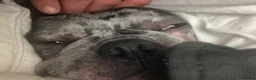 French Bulldog dogs for stud: Lilac Merle lean French Bulldog  - Advert 3