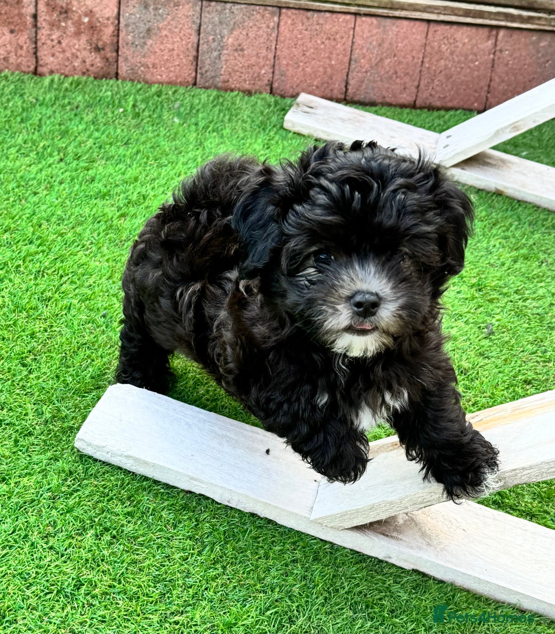 Maltipoo dogs for sale: 🩵Last Top Quality Rare Korean/Asian F1 Maltipoo🩵 in Bathgate - Image 31