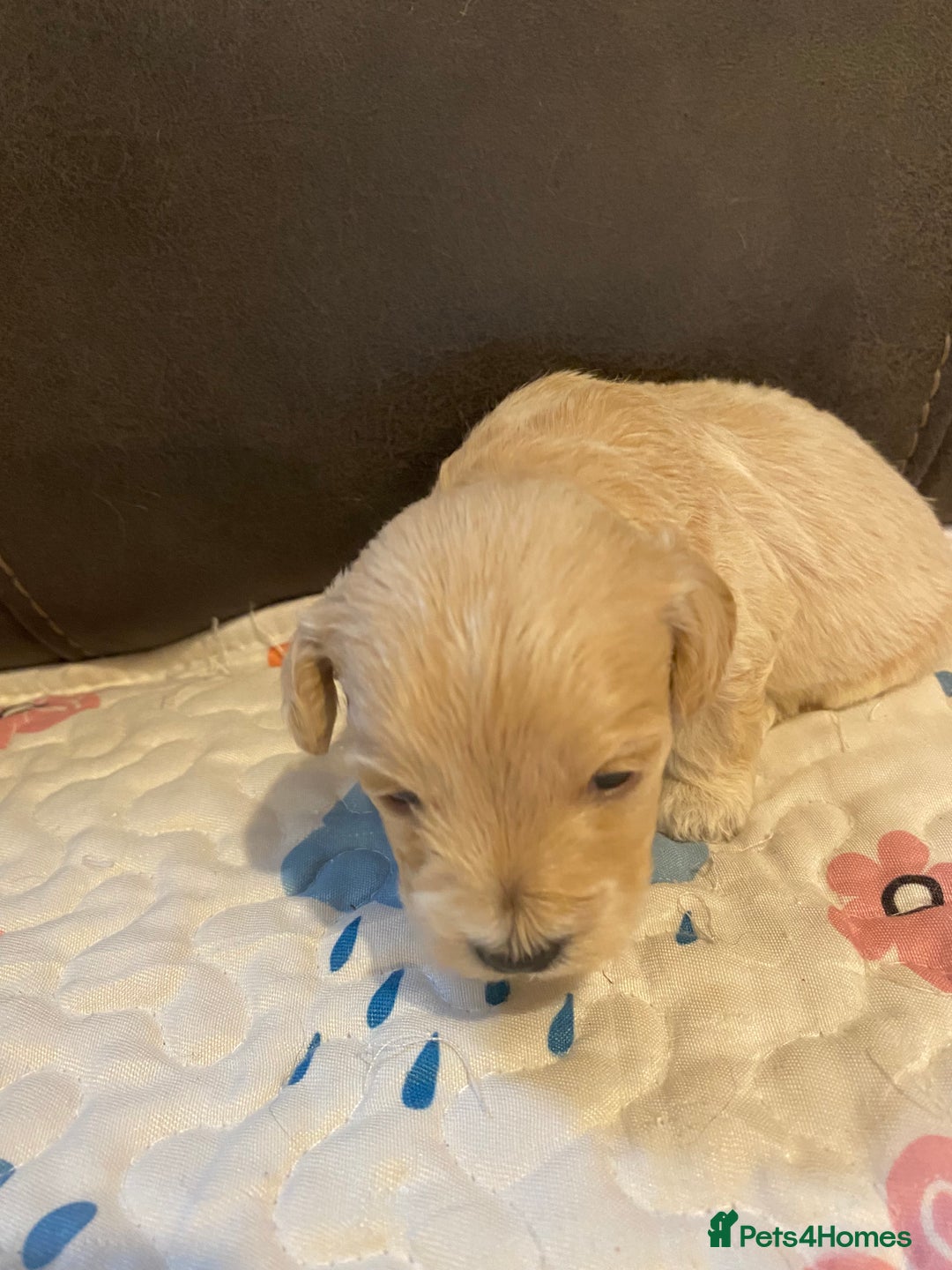 Maltipoo dogs for sale: Adorable Maltipoos Puppies  - Advert 29