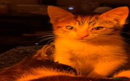 Mixed Breed cats for sale: Two beautiful ladies 💜 - Image 12
