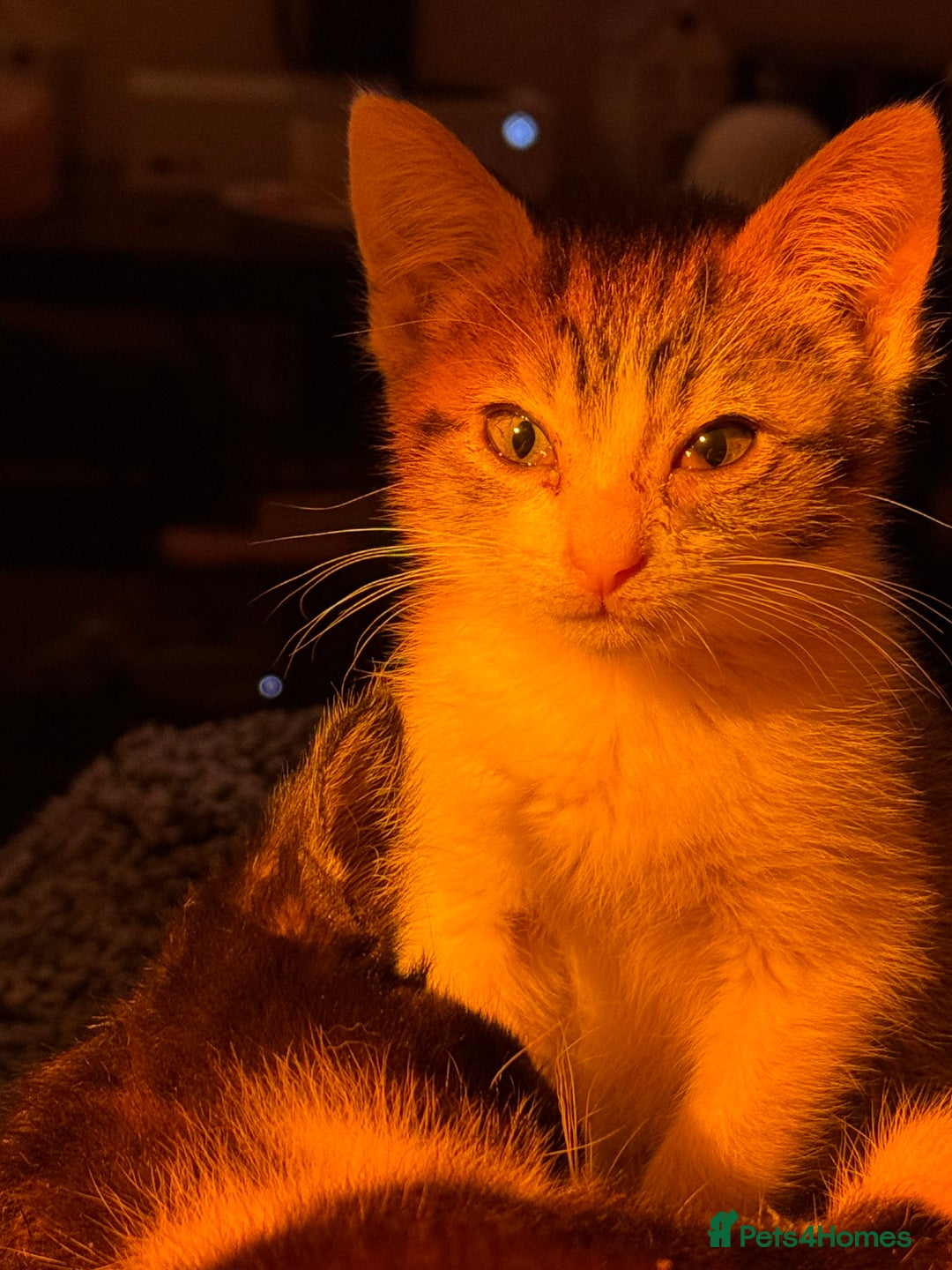 Mixed Breed cats for sale: Two beautiful ladies 💜 - Image 12