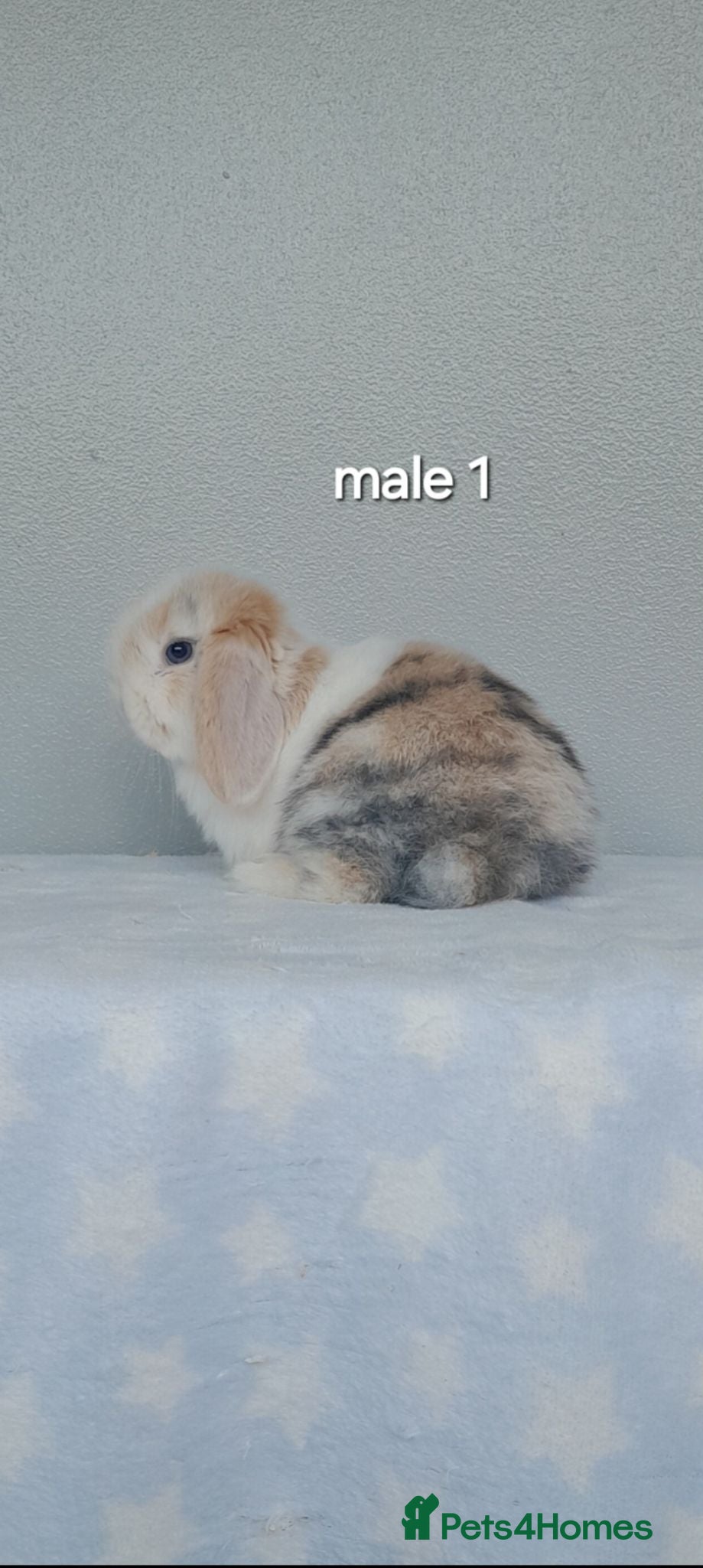 Mini Lop rabbits Purebred mini lop rabbits  - Advert 1