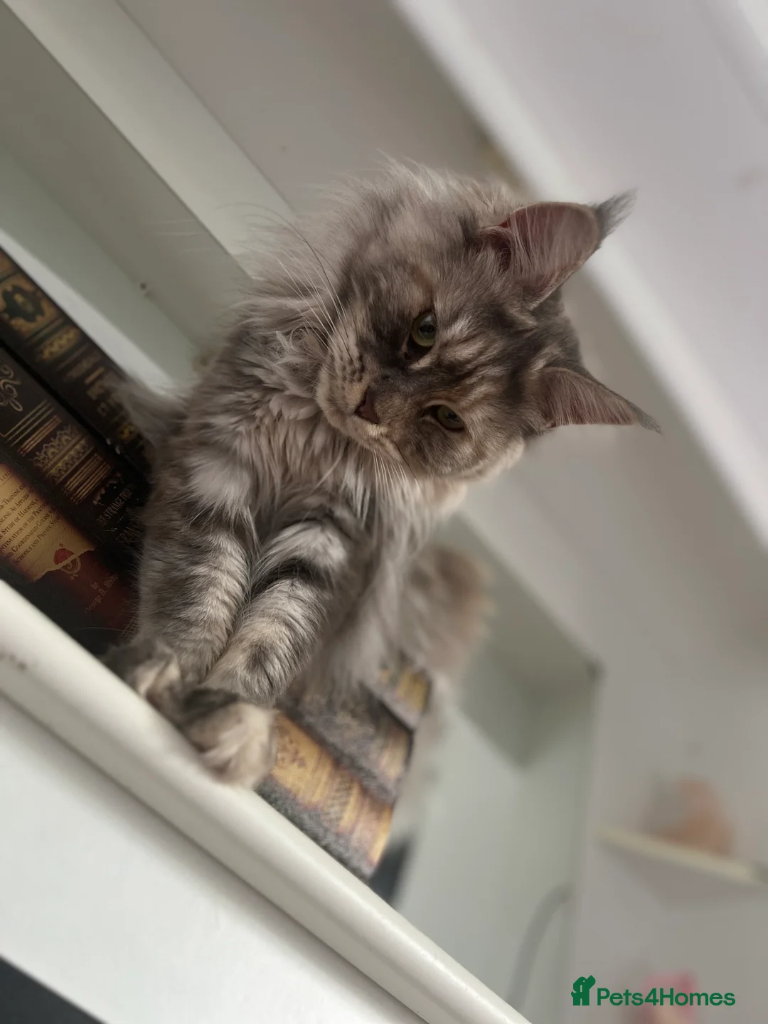 Maine Coon cats for sale: Tortie maine coon female TICA registered available - Advert 11
