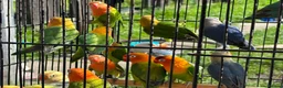 Lovebirds birds for sale: Lovebirds  - Advert 16
