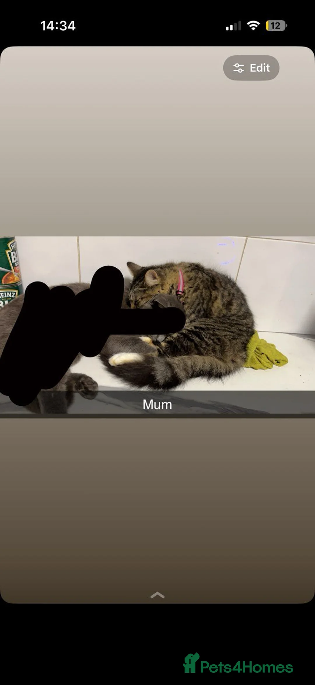 Mixed Breed cats for sale: Kittens - Advert 1