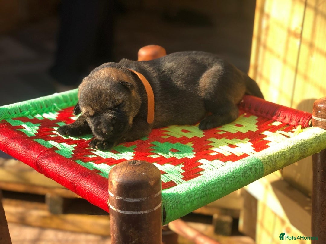 German Shepherd dogs for sale: KC Registered German Shepards Puppies  - Image 5