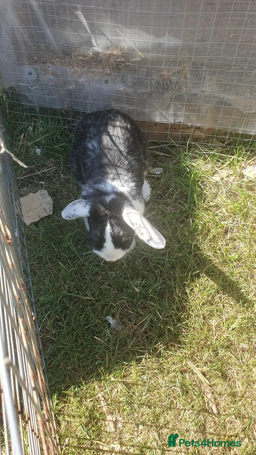 Mini Lop rabbits for sale: Mini lop mixed  - Advert 1