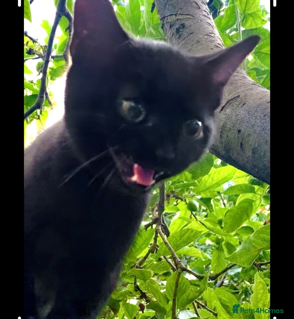 Mixed Breed cats For black cat lover 😜 - Advert 4