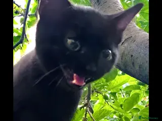 Mixed Breed cats For black cat lover 😜 - Advert 9