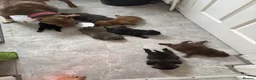 American Bully dogs for sale: **MICRO BULLY PUPPIES *** - Advert 31