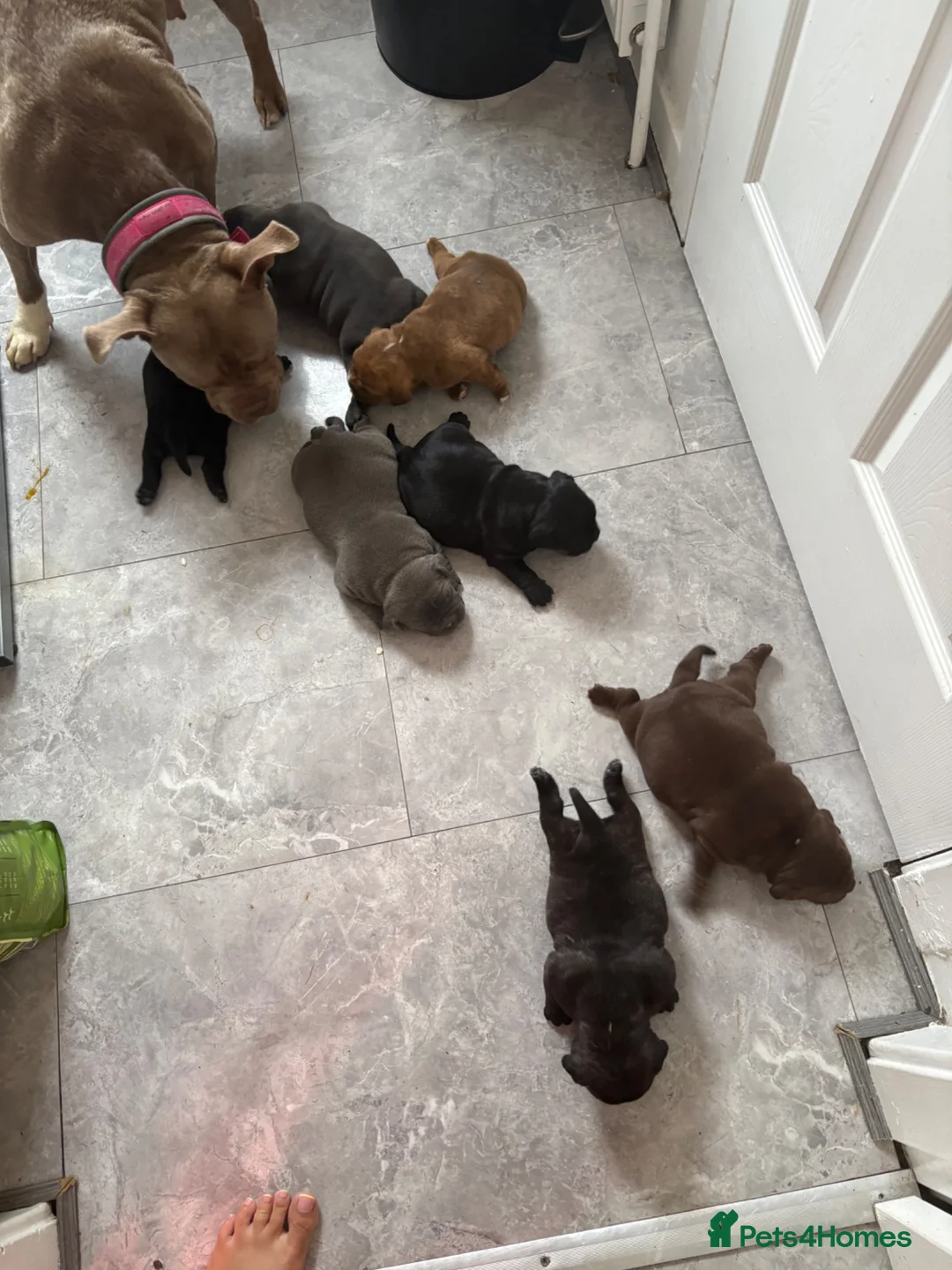 American Bully dogs for sale: **MICRO BULLY PUPPIES *** - Advert 31