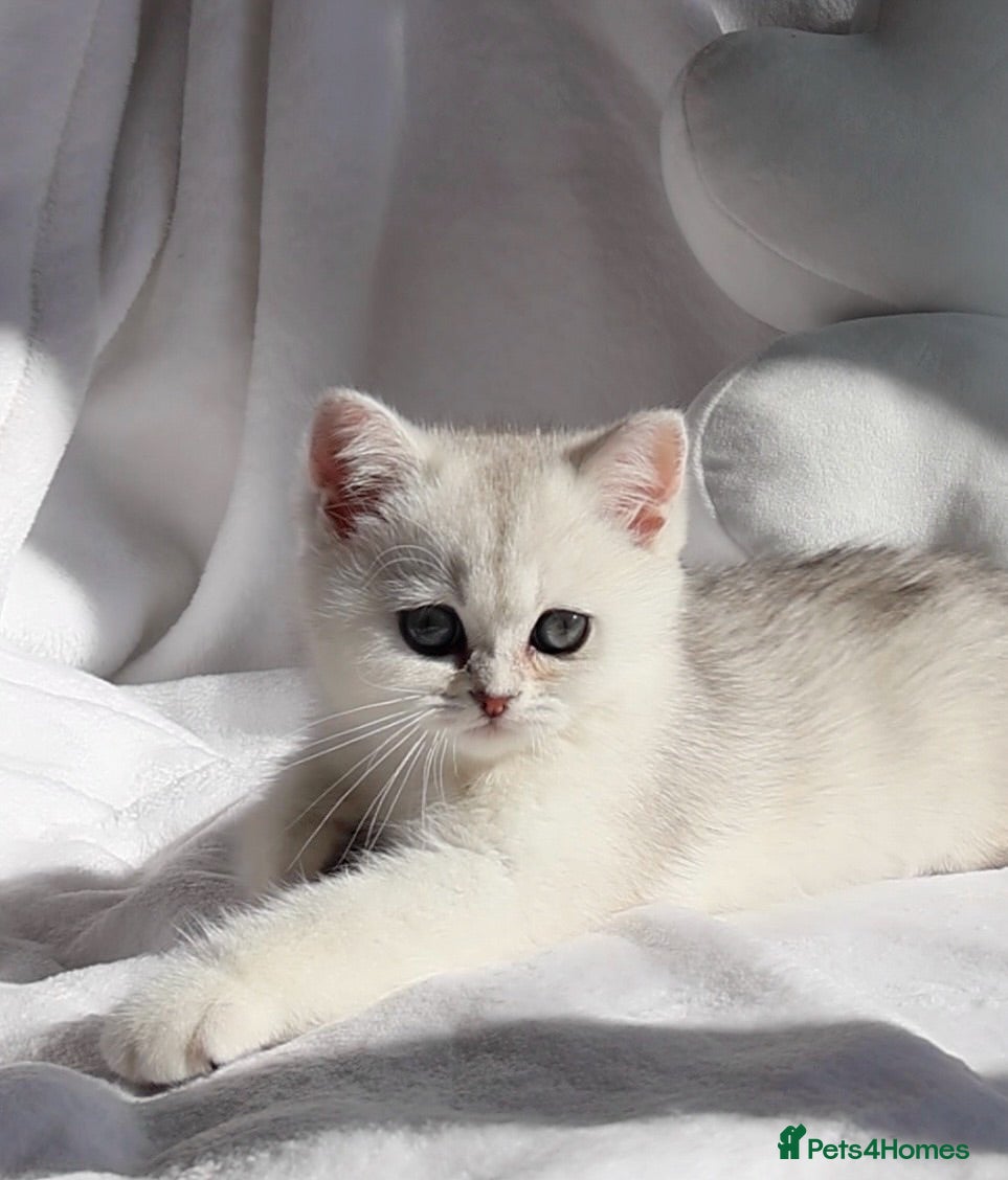British Shorthair cats ✨🐻‍❄️Last British Shorthair girl🤍ready now‼️✨ - Advert 2