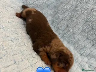 Miniature Dachshund dogs 3 Stunning Miniature Dachshund Puppies Left - Advert 17