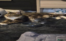 Mixed Breed cats for sale: Mixed ragdoll x siberian  - Image 2