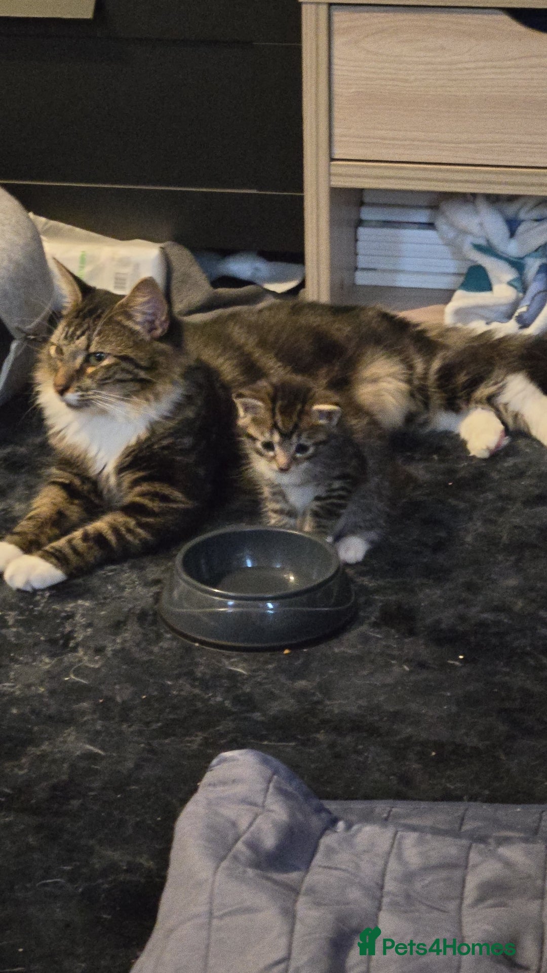 Mixed Breed cats for sale: Mixed ragdoll x siberian  - Image 2