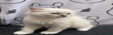 Ragdoll 2