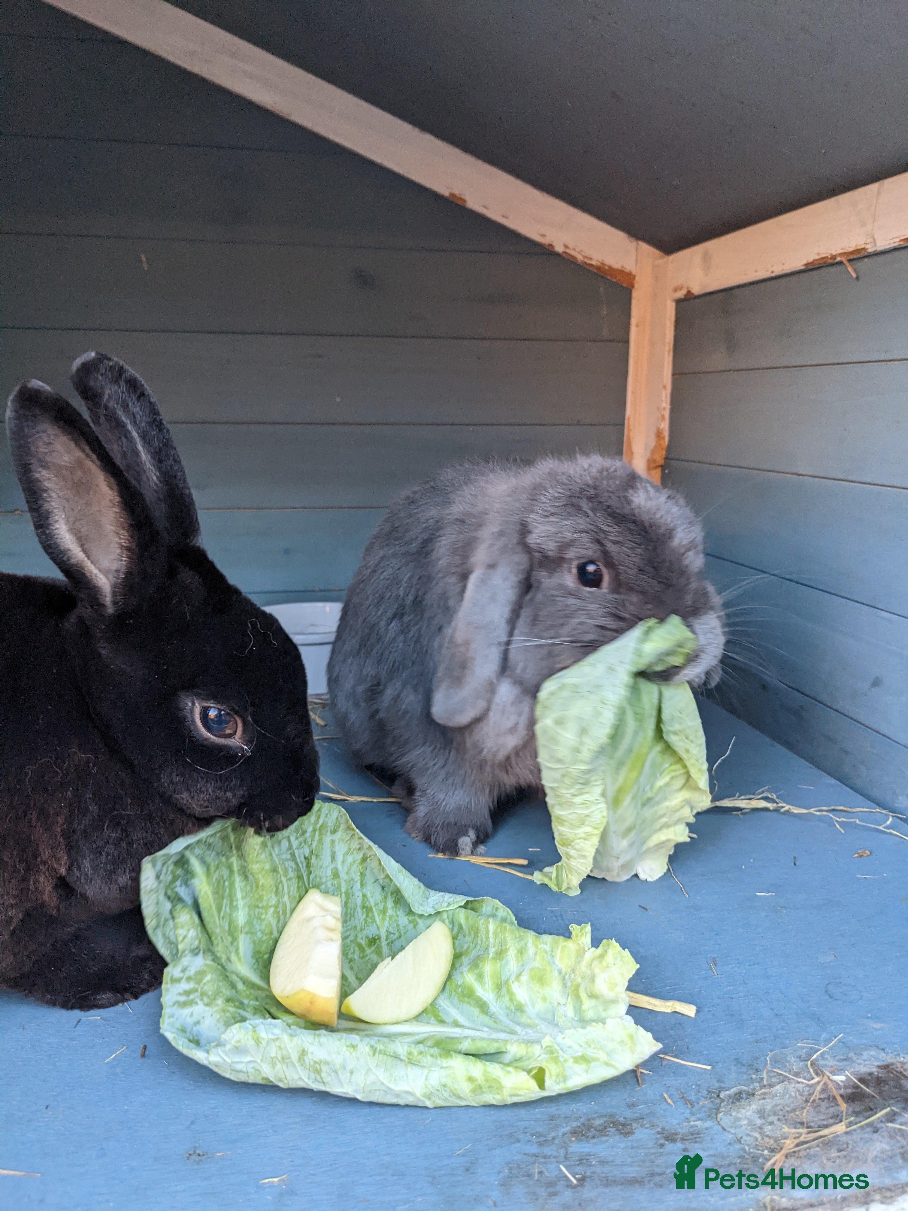 Mini Lop rabbits Bonded Pair 5 years old looking for a loving home - Advert 1
