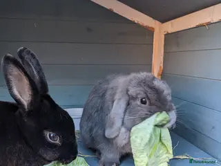 Mini Lop rabbits Bonded Pair 5 years old looking for a loving home - Advert 1