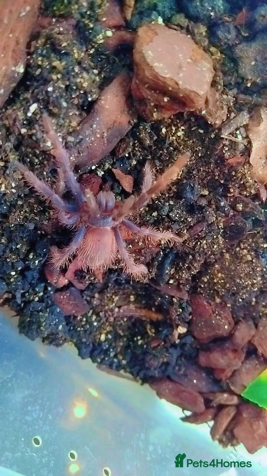 Tarantulas invertebrates for sale: Brazilian blue  - Advert 3