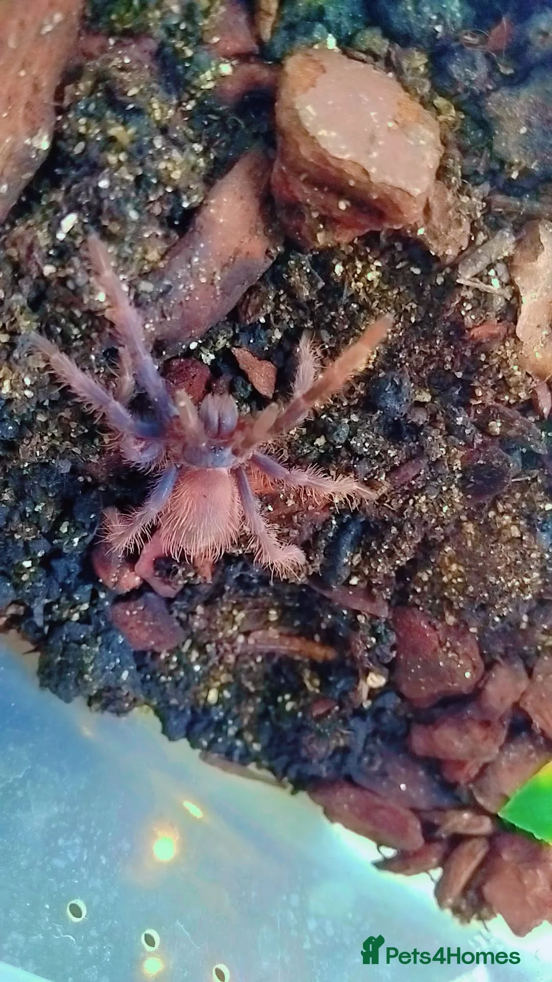 Tarantulas invertebrates for sale: Brazilian blue  - Advert 3